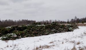 С территории Ульяновской области отгружено более 75 тысяч рождественских деревьев в 19 регионов страны и за рубеж