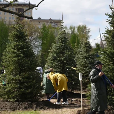 90 елей с Выставки «Россия» высадили в парке «Ростокинский Акведук». В том числе елочку Ульяновской области